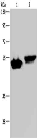 Rabbit Polyclonal Antibody to AVEN