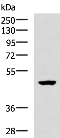 Rabbit Polyclonal Antibody to BDKRB2