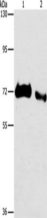 Rabbit Polyclonal Antibody to ICOSLG