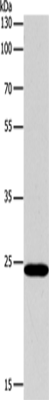 Rabbit Polyclonal Antibody to BCL2