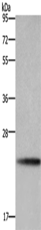 Rabbit Polyclonal Antibody to BBC3