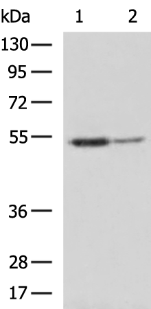 Rabbit Polyclonal Antibody to BECN1