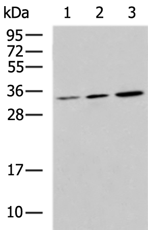Rabbit Polyclonal Antibody to FGF2