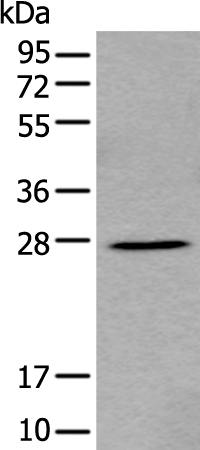 Rabbit Polyclonal Antibody to FGF3
