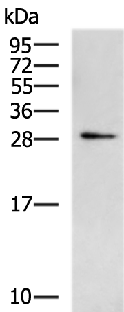Rabbit Polyclonal Antibody to FGF8