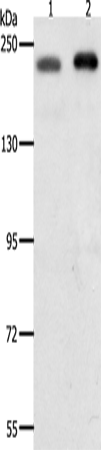 Rabbit Polyclonal Antibody to SMARCA4