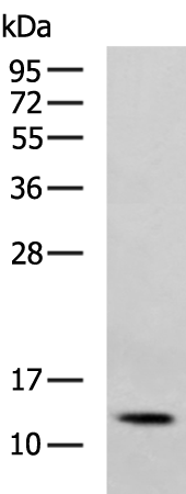 Rabbit Polyclonal Antibody to CCL17