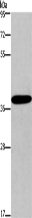 Rabbit Polyclonal Antibody to CCR2