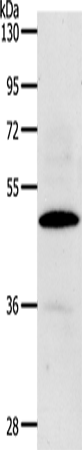 Rabbit Polyclonal Antibody to CDC37