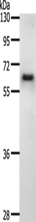 Rabbit Polyclonal Antibody to CDC6