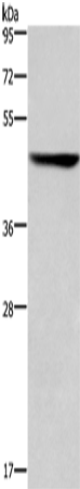 Rabbit Polyclonal Antibody to KRT16