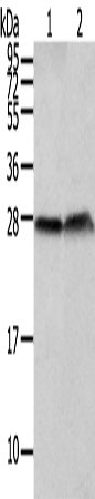 Rabbit Polyclonal Antibody to CLDN19