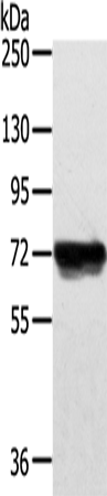 Rabbit Polyclonal Antibody to PTGS1