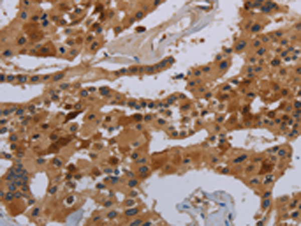 Rabbit Polyclonal Antibody to COX18