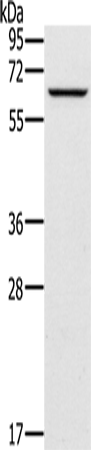 Rabbit Polyclonal Antibody to CRMP1