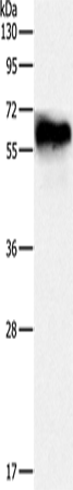 Rabbit Polyclonal Antibody to DPYSL4