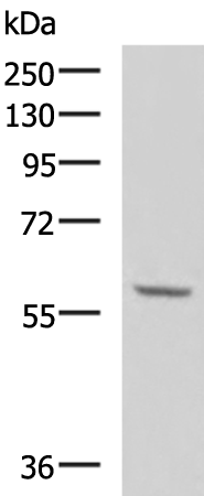 Rabbit Polyclonal Antibody to DPYSL3