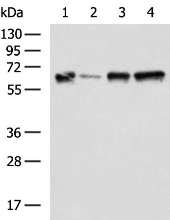 Rabbit Polyclonal Antibody to DPYSL5