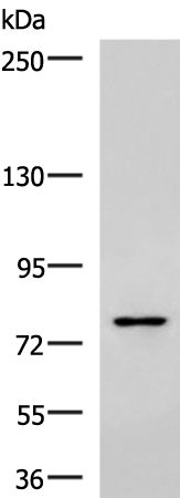 Rabbit Polyclonal Antibody to SKI