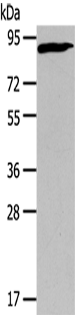 Rabbit Polyclonal Antibody to CUL2