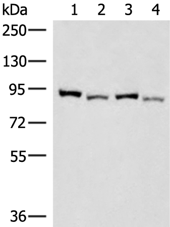 Rabbit Polyclonal Antibody to CUL4A