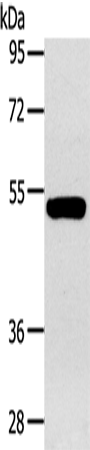 Rabbit Polyclonal Antibody to GJA9