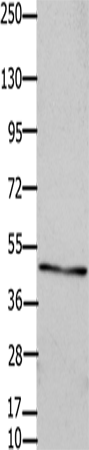 Rabbit Polyclonal Antibody to GJC2