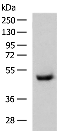 Rabbit Polyclonal Antibody to CXCR2