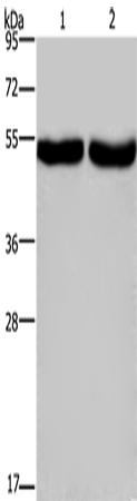 Rabbit Polyclonal Antibody to CXCR1