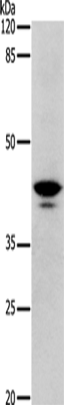 Rabbit Polyclonal Antibody to DRD4