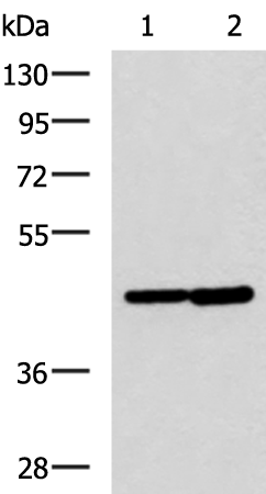 Rabbit Polyclonal Antibody to LAMP3