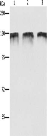 Rabbit Polyclonal Antibody to DDB1