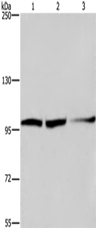 Rabbit Polyclonal Antibody to EIF4G2