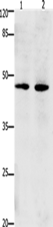 Rabbit Polyclonal Antibody to Dap3