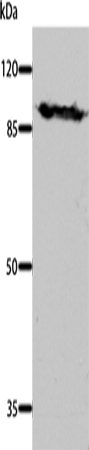 Rabbit Polyclonal Antibody to DNM1
