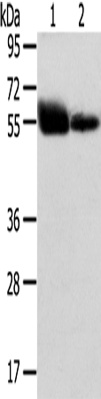 Rabbit Polyclonal Antibody to SLC1A1