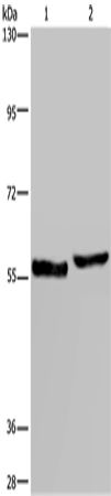 Rabbit Polyclonal Antibody to SLC1A6