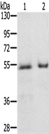 Rabbit Polyclonal Antibody to EDAR