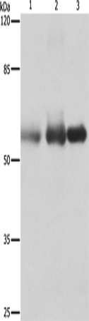 Rabbit Polyclonal Antibody to NECTIN1
