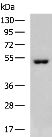 Rabbit Polyclonal Antibody to EDNRA