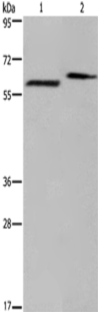 Rabbit Polyclonal Antibody to EGR4