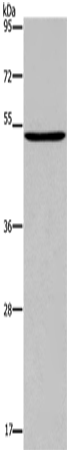 Rabbit Polyclonal Antibody to PTGER4