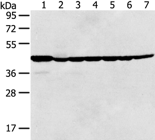 Rabbit Polyclonal Antibody to MAPK3