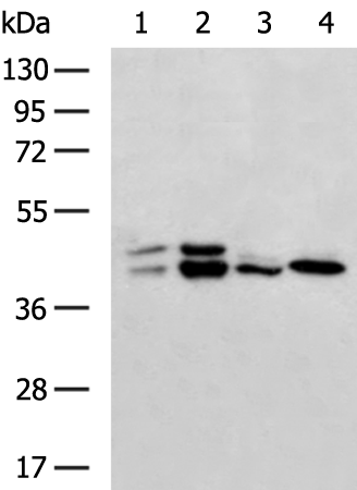 Rabbit Polyclonal Antibody to MAPK1/MAPK3