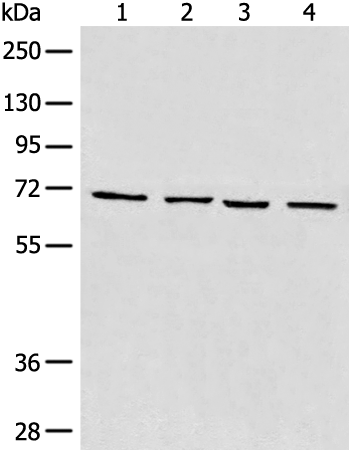 Rabbit Polyclonal Antibody to MAPK4