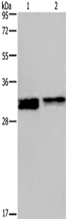 Rabbit Polyclonal Antibody to FOSL1
