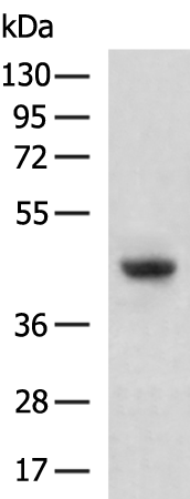 Rabbit Polyclonal Antibody to FOXD1