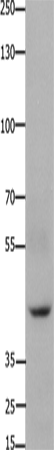 Rabbit Polyclonal Antibody to FOXD3