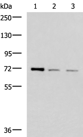 Rabbit Polyclonal Antibody to FOXK1