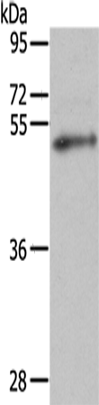 Rabbit Polyclonal Antibody to FOXP3